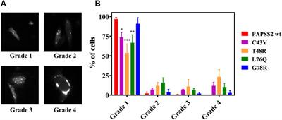 Disease-Related Protein Variants of the Highly Conserved Enzyme PAPSS2 Show Marginal Stability and Aggregation in Cells